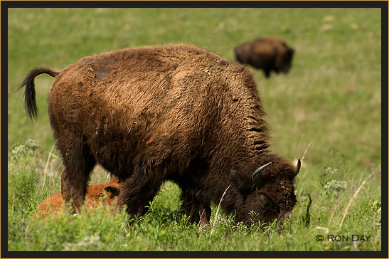American Bison, (Bos bison), Cow and Calf